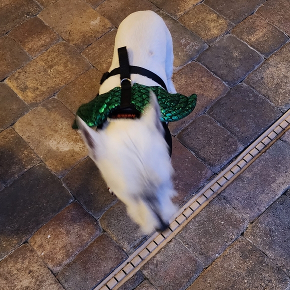 Pet Halloween costume Green Dragon Wings - Picture 2 of 9